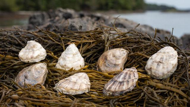 Oyster shells and macroalgae (such as kelp) serve as restoration solutions to promote ocean health